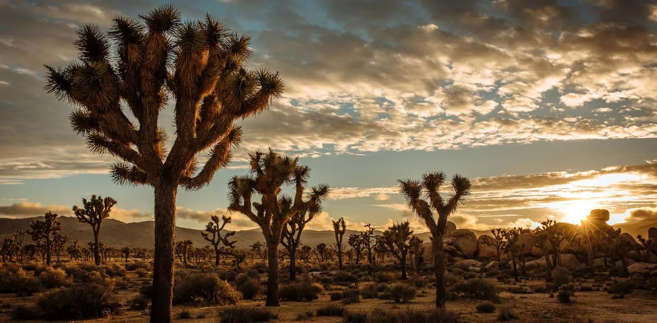 Top-rated attraction featured in the best day trips from Palm Springs, California